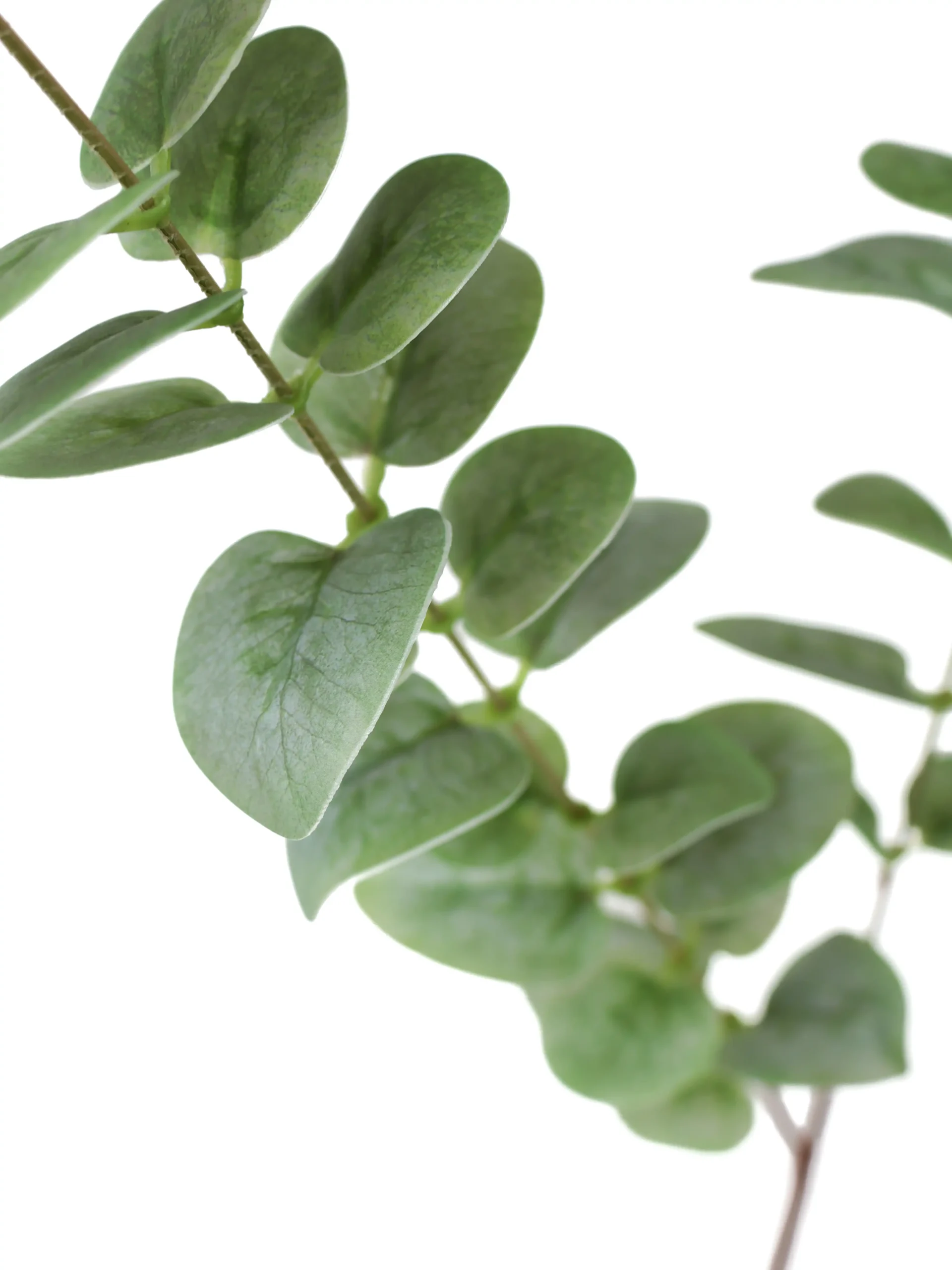 Kunstbloem Eucalyptus Groen 78 cm 1