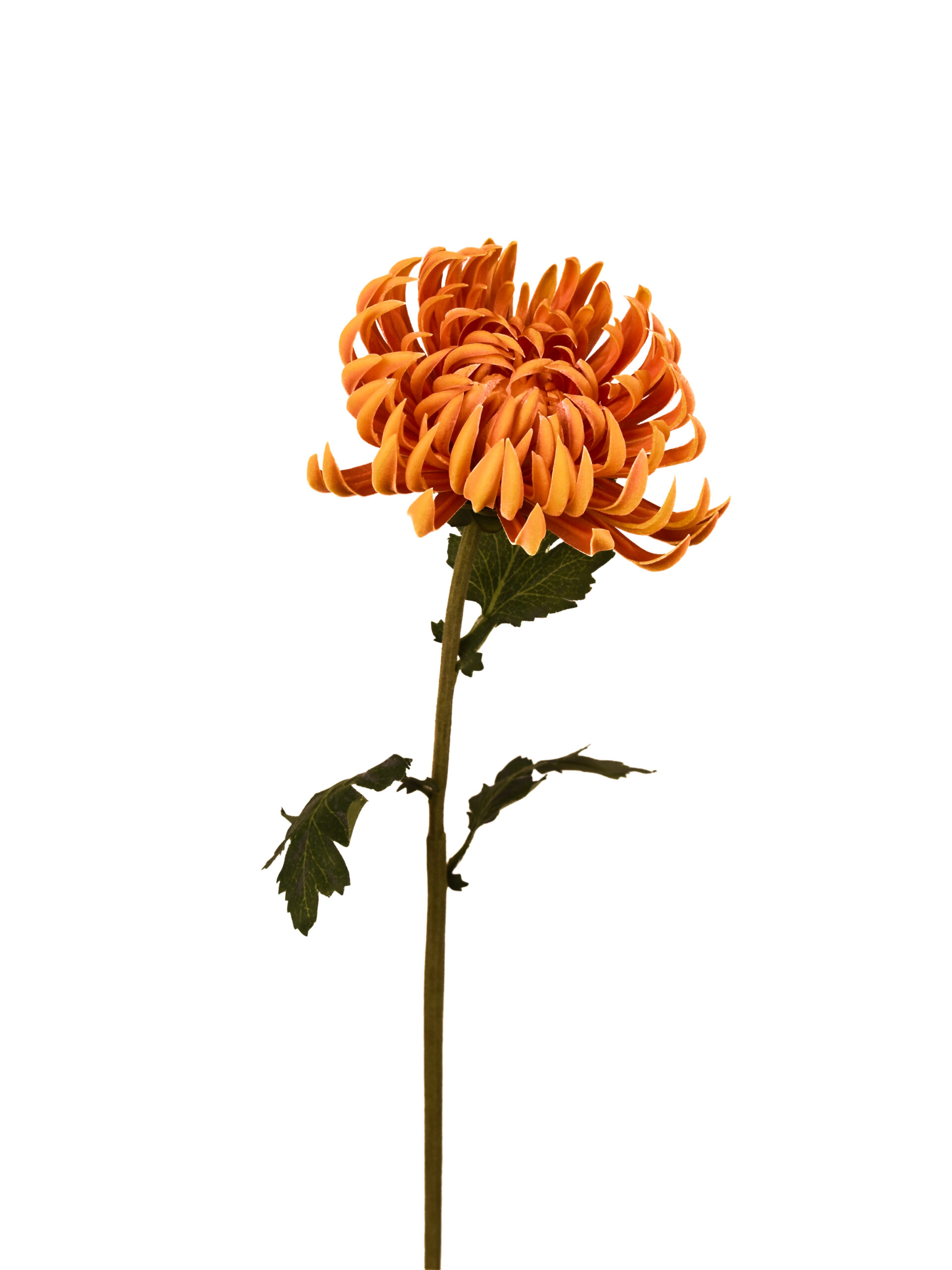 Real Touch Kunstbloem Oranje Krabklauw Crysant 60 cm