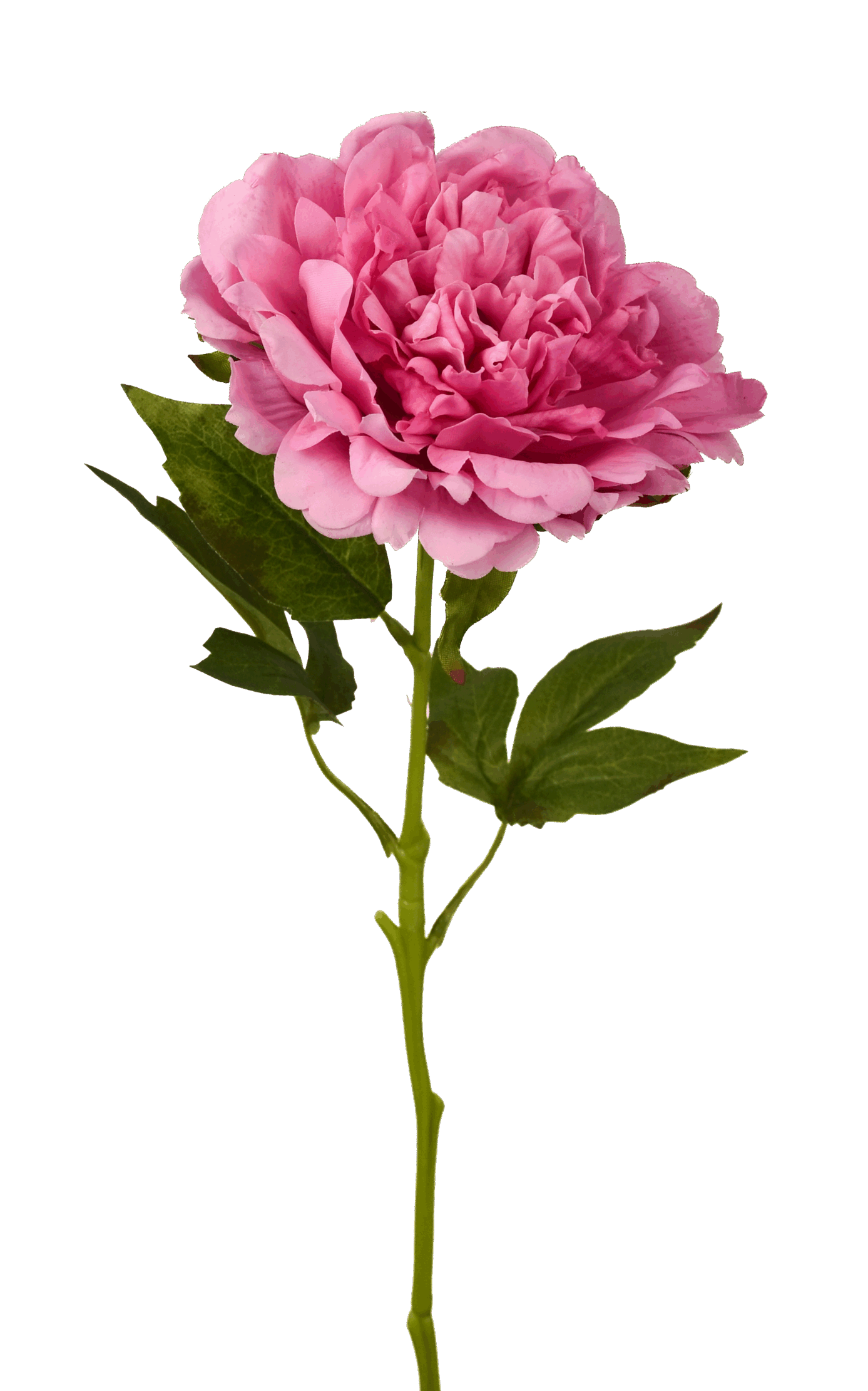 Real_Touch_Kunstbloem_Roze_Pioenroos-0104Transparant