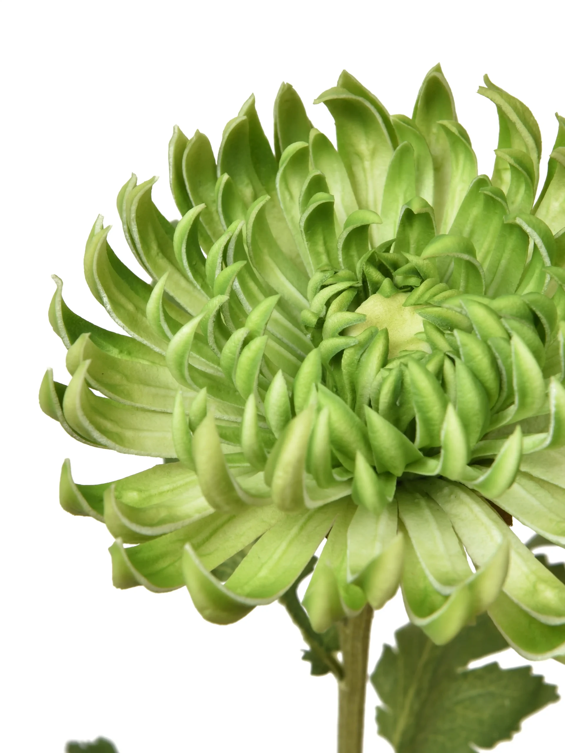 Kunstbloem Chrysant Groen Real Touch 60 cm 1